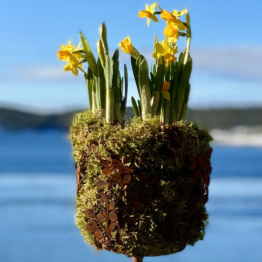 Marschallhållare Blåbärsris