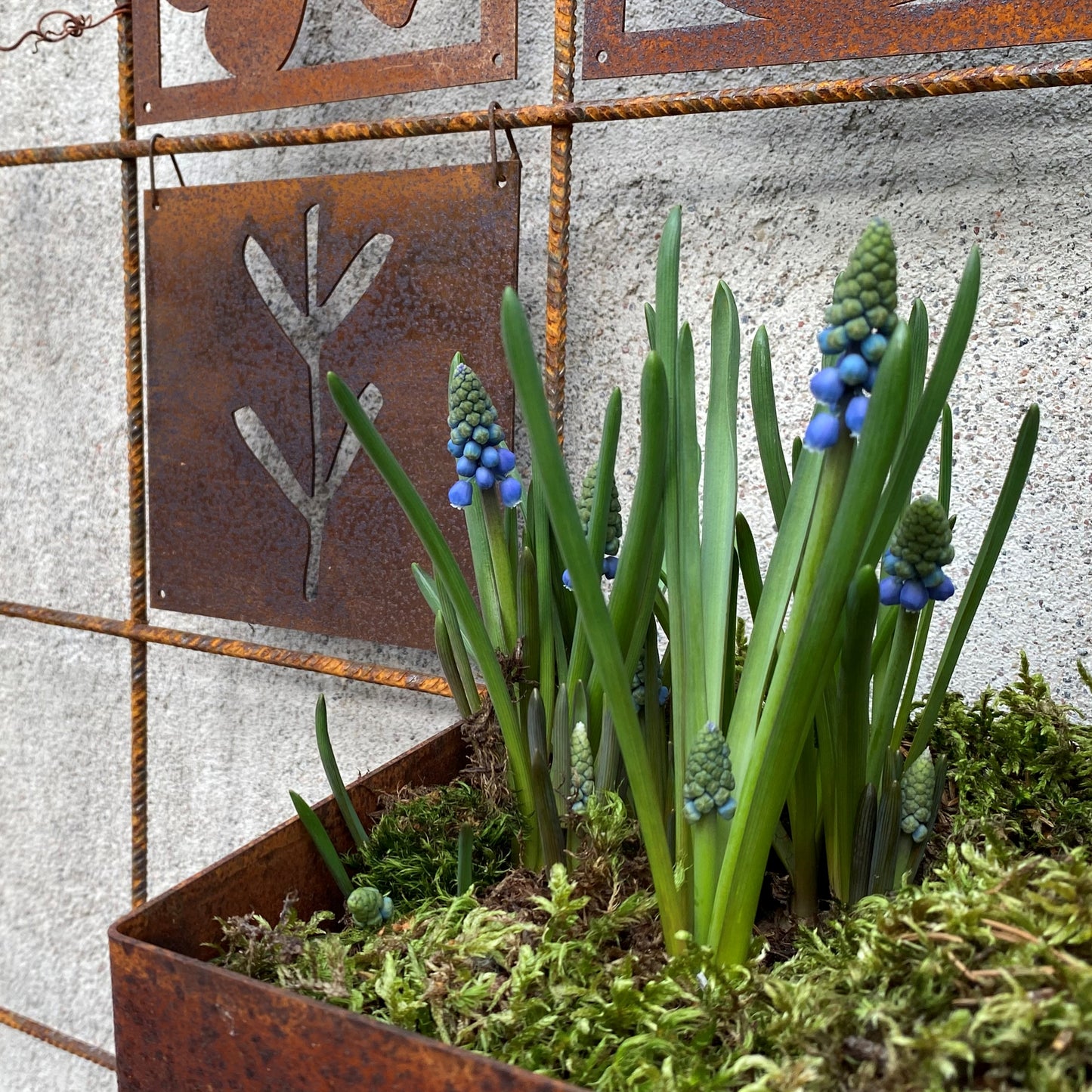 Odlingslåda till armeringsnät - rost .